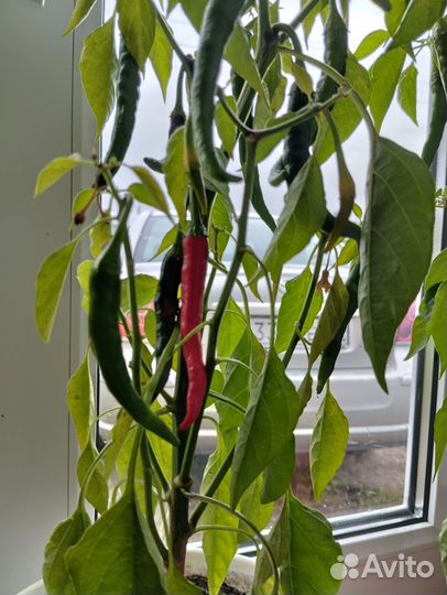 Перец горький комнатный