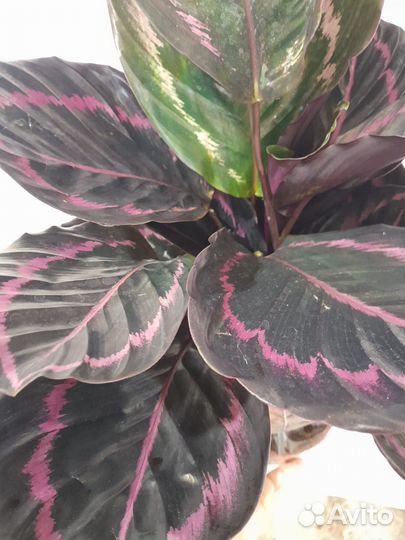 Калатея чёрная принцесса