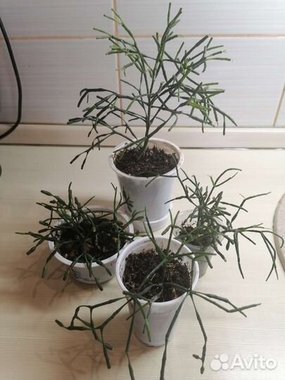 Пилея кадье. Хатиора