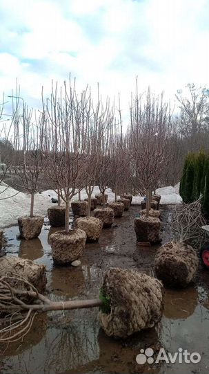 Плодовые деревья и саженцы