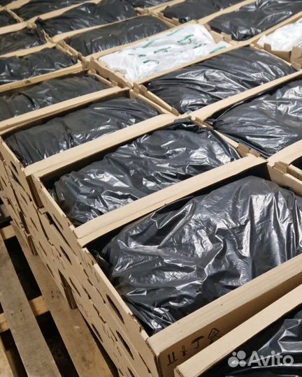 Сеянцы сосны зкс опт