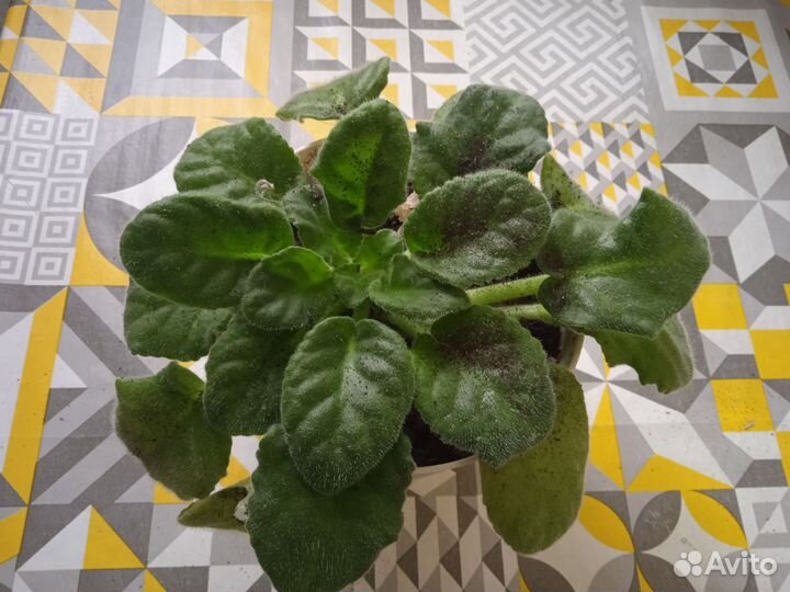 Фиалки, взрослое растение и детки