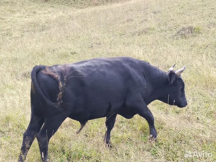Бычки на откорм