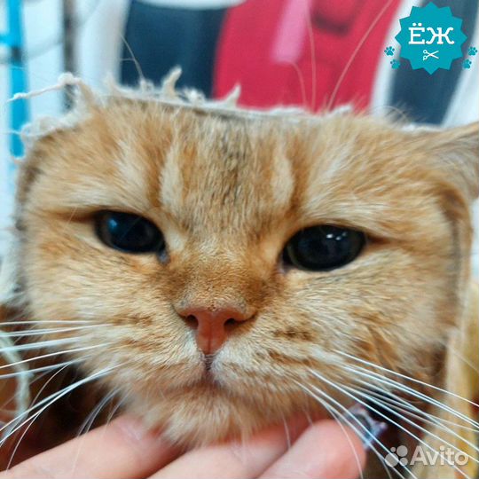 Мытье и экспресс-линька кота и кошки в Тюмени