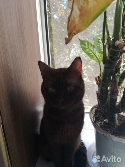 Подарим котика