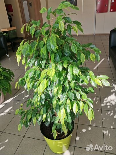 Фикус бенджамина