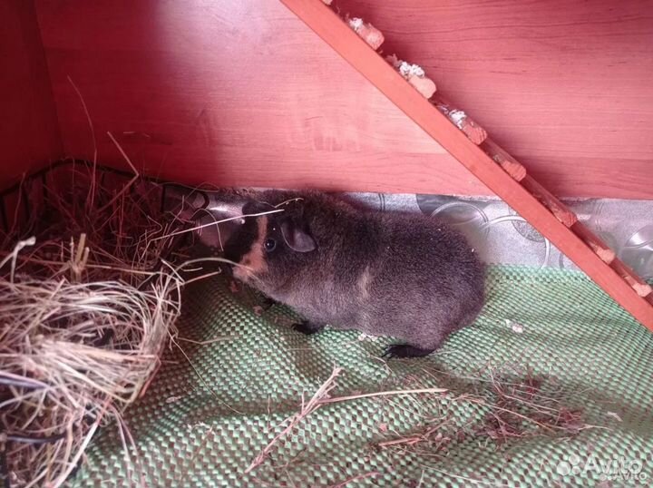 Морская свинка