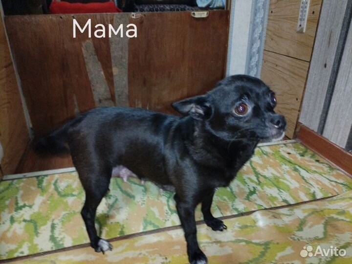 Щенки чихуахуа