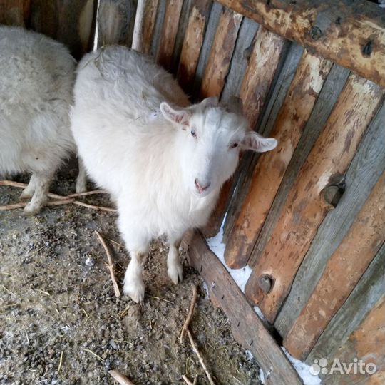 Зааненская коза