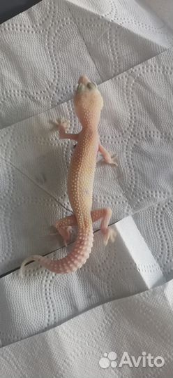 Пятнистый эублефар (Eublepharis Maculari)