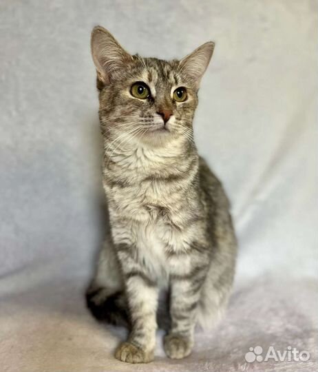 Кошка подросток в добрые руки