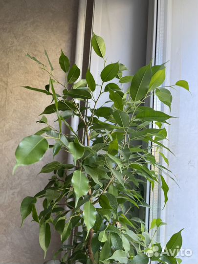 Фикус бенджамина срез под укоренение