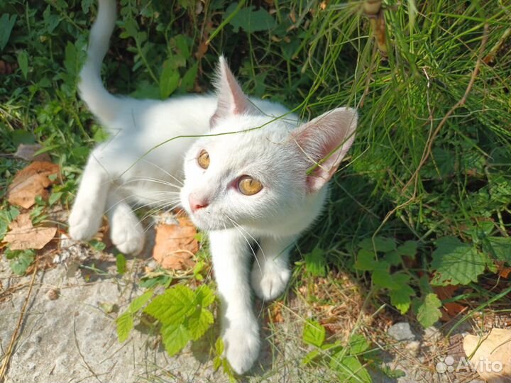 Котятки в добрые ручки