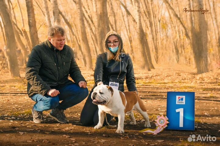 Хендлер. Подготовка собак к выставкам