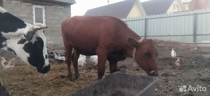 Телка 1.5 года