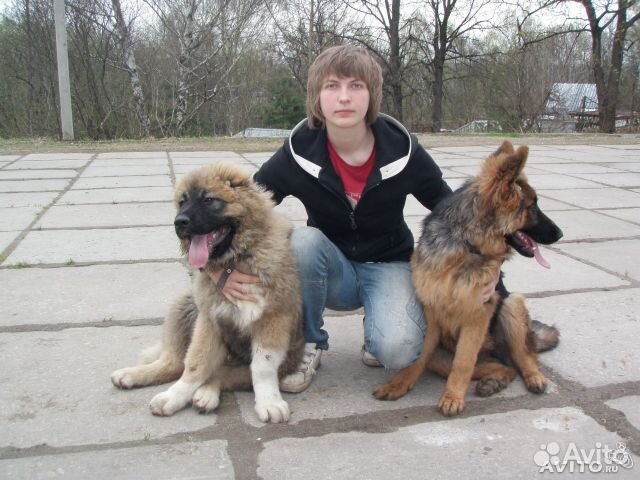 Гостиница для животных Зоодом, передержка, дрессир