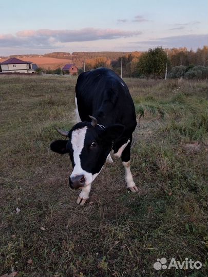 Две стельные нетели