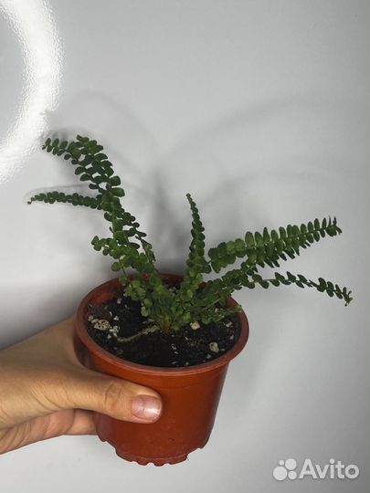 Папоротник