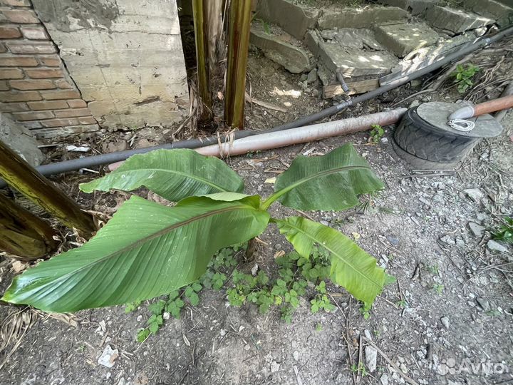 Банановая пальма