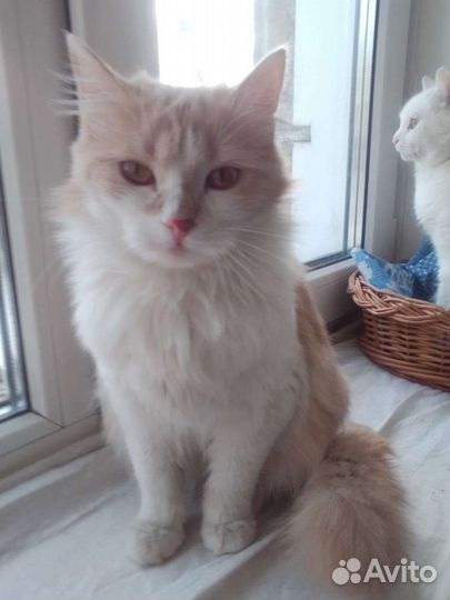 Котик кастрат в добрые руки