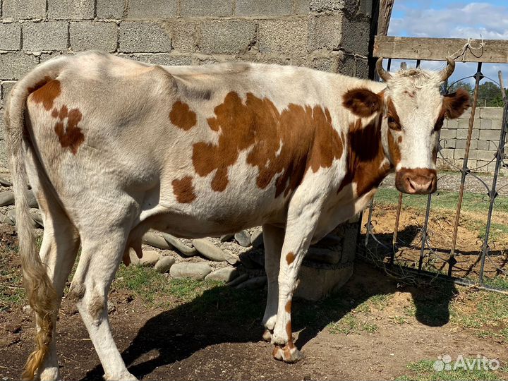 Телята бычки сементалы