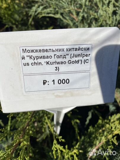 Можжевельник китайский 