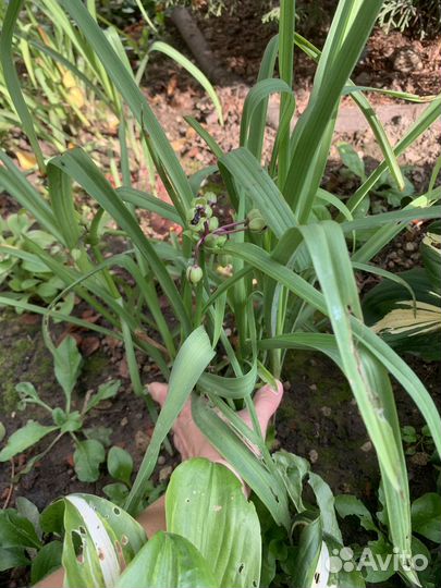 Традесканция садовая