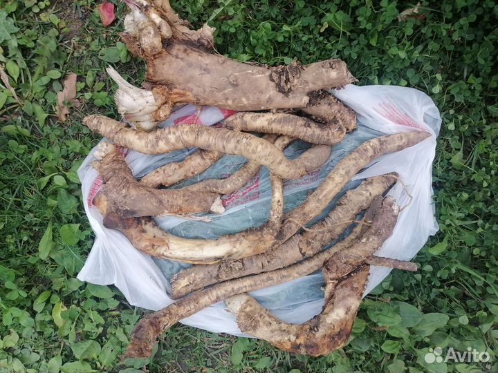 Корень хрен