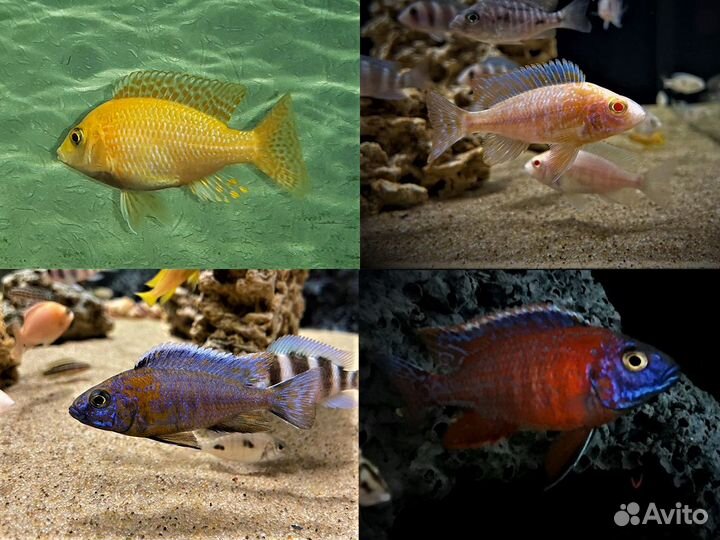 Продам Цихлид и декорации