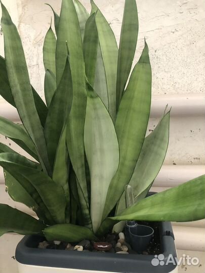 Сансивиерия