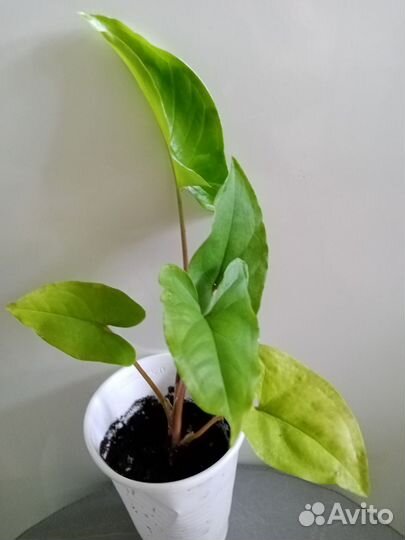 Сингониумы