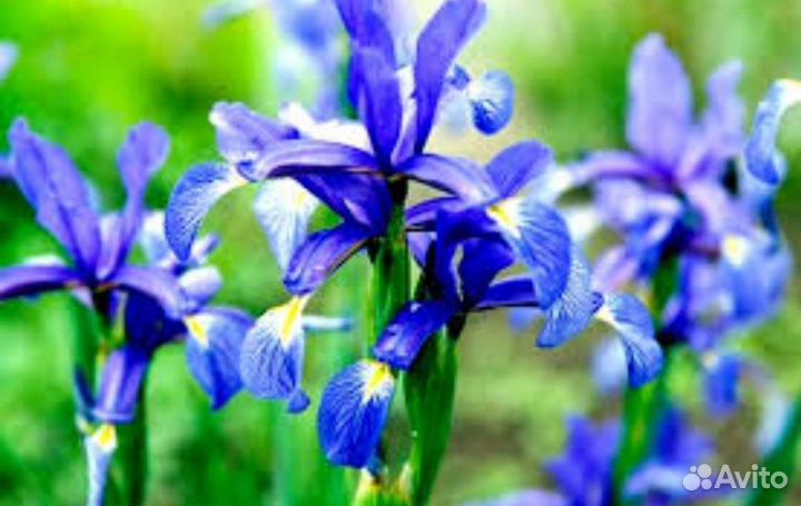 Ирисы: сибирский, бородатый, болотный