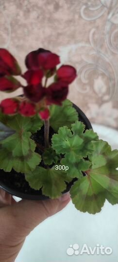 Пеларгония герань