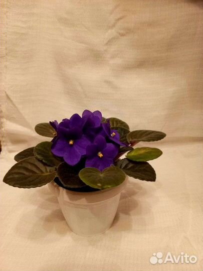 Узамбарская фиалка