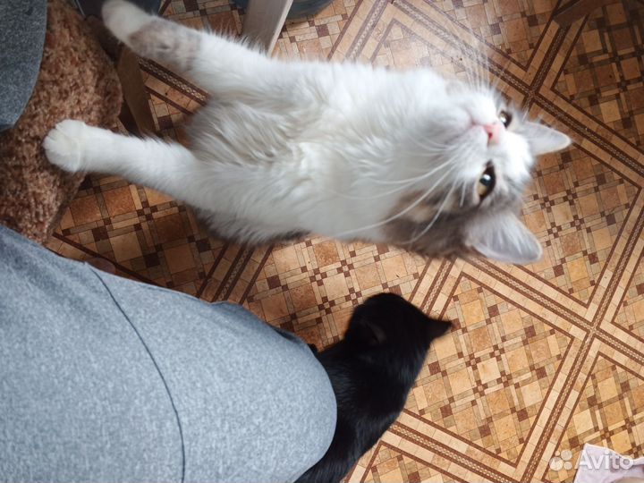 Кошечка в добрые руки
