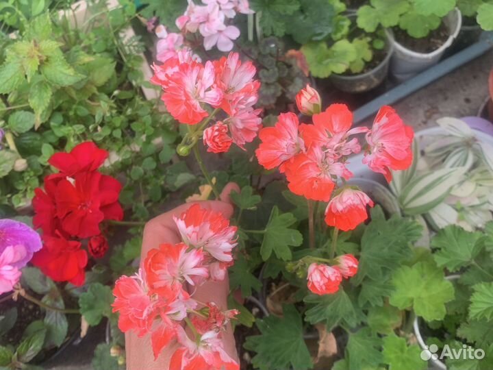 Пеларгония Стеллар дон чевинтон