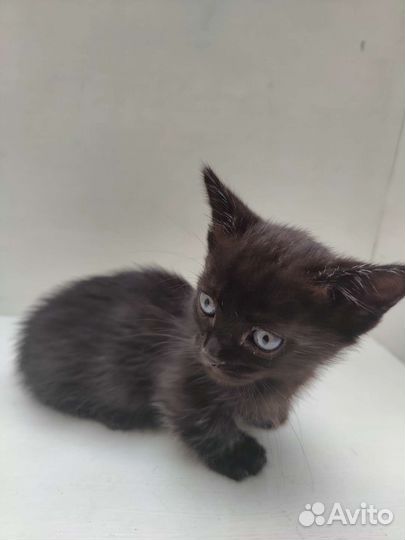 Кошечка Манчкин стандарт