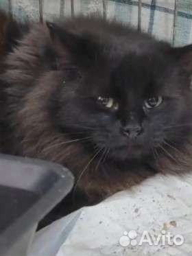 Пушистый кот в добрые руки в дар