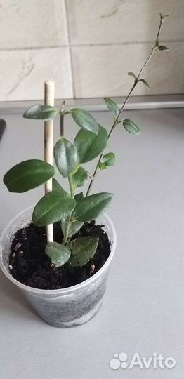 Эсхинантус Мона Лиза