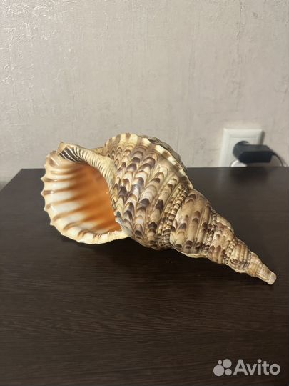 Раковина Харония Тритонис,тритоний рог