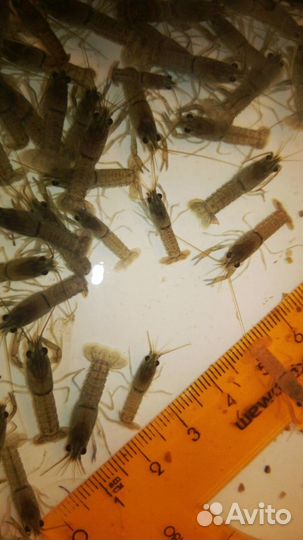 Австралийский рак