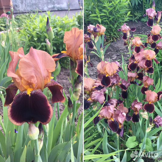 Ирисы