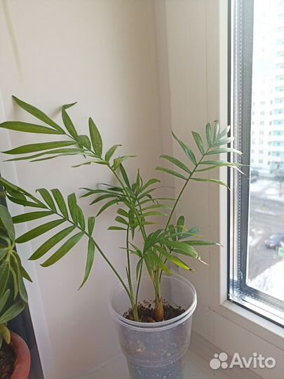 Хамедорея, юкка