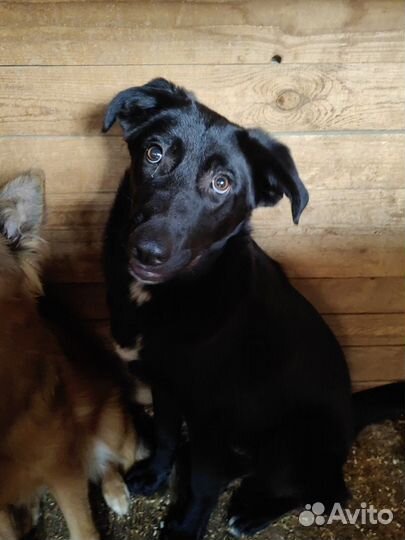 Собака подросток выживает в приюте, бесплатно