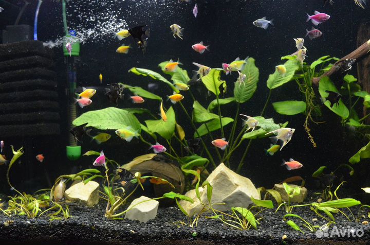 Аквариумные рыбки продам,малька много