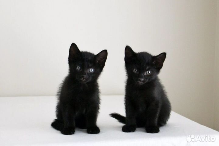 Чисто черные котята без белого