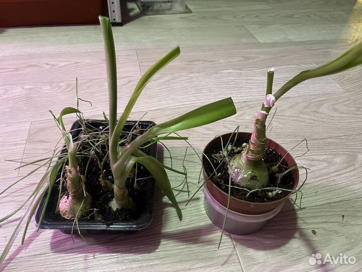 Индийский лук