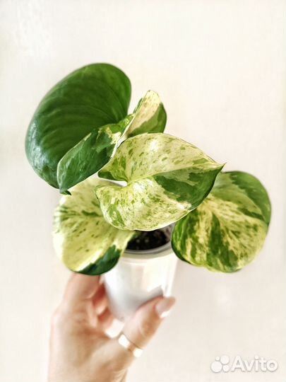 Ампельные растения