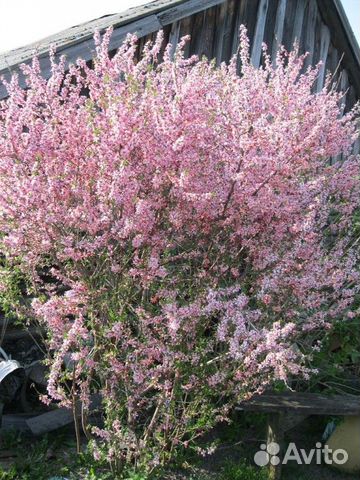 Декоративные кустарники и многолетники