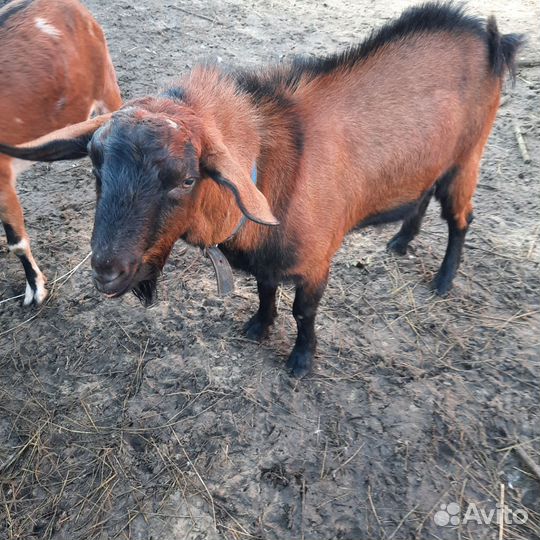 Козел на вязку